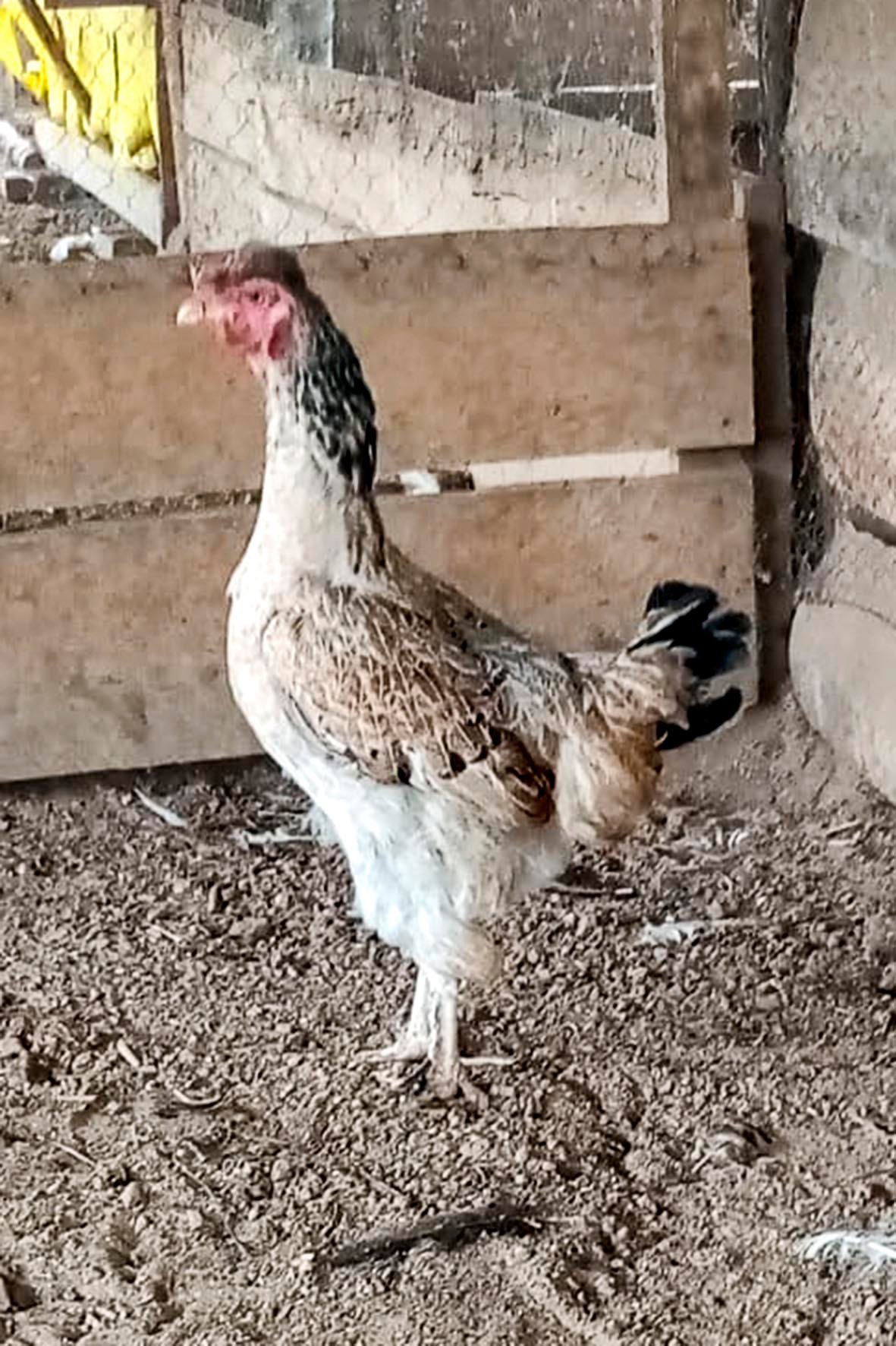 WhatsApp Image 2025-04-03 at 7.35.50 PM (1) copia.jpg